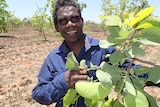 Aboriginal man in fruit orchard
