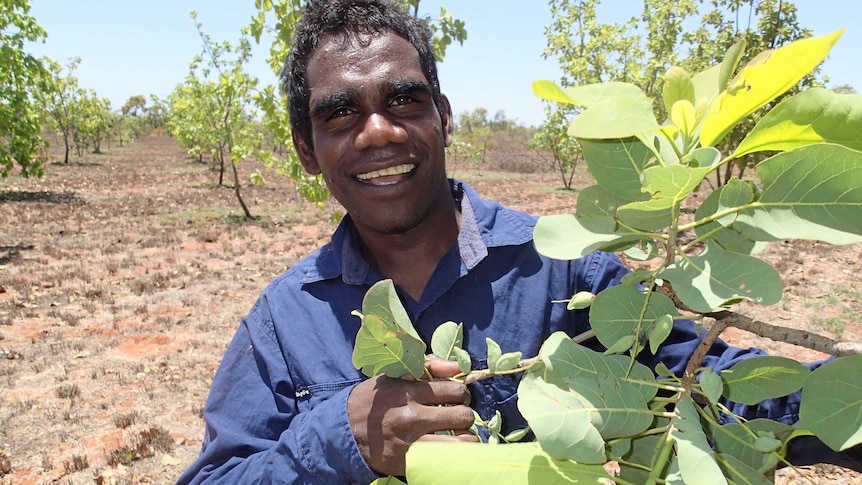 Aboriginal man in fruit orchard