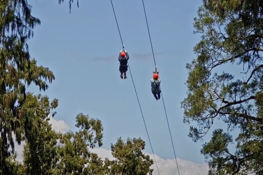 Two people on a zipline as seen through a break in tree tops.