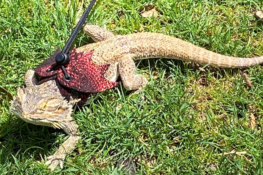 A bearded dragon.