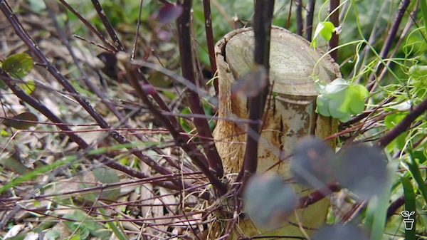 Cut tree stump with epicormic branches on the sides.
