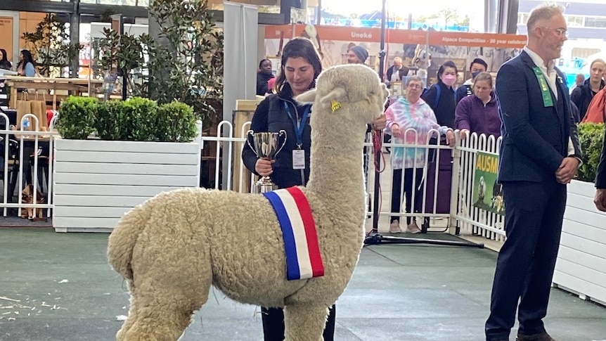 A woman holding a trophy and the lead for an alpaca with a winning ribbon across it's back.
