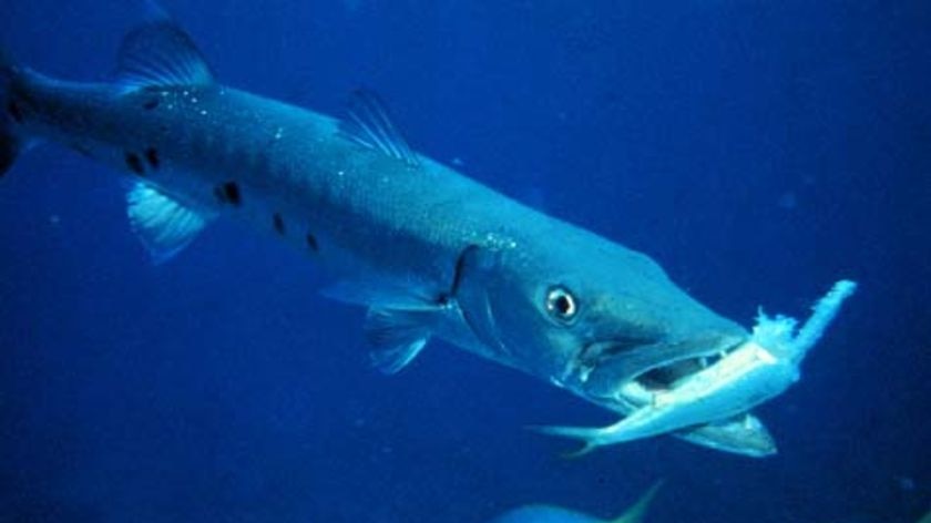 A north Qld man is being treated in Mackay hospital for a barracuda bite.