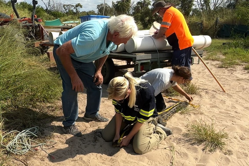 Grey-haired man bends to watch two women measure the length of a crocodile. The women are sitting on top of the stretched croc.
