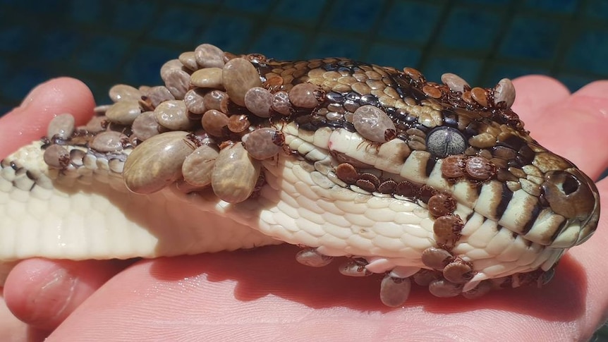 The python was found covered with hundreds of ticks latching on to it. (Supplied: Gold Coast and Brisbane Snake Catcher)