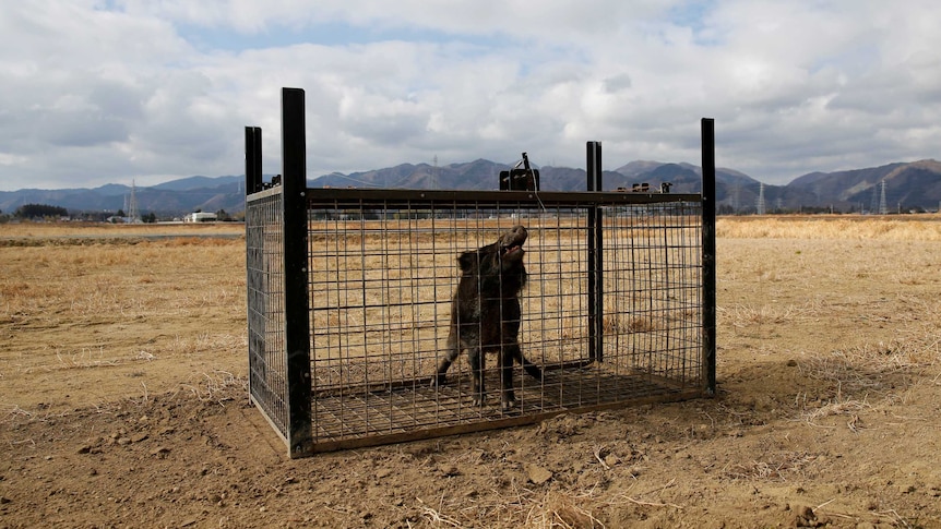 Wild boar in cage in countryside