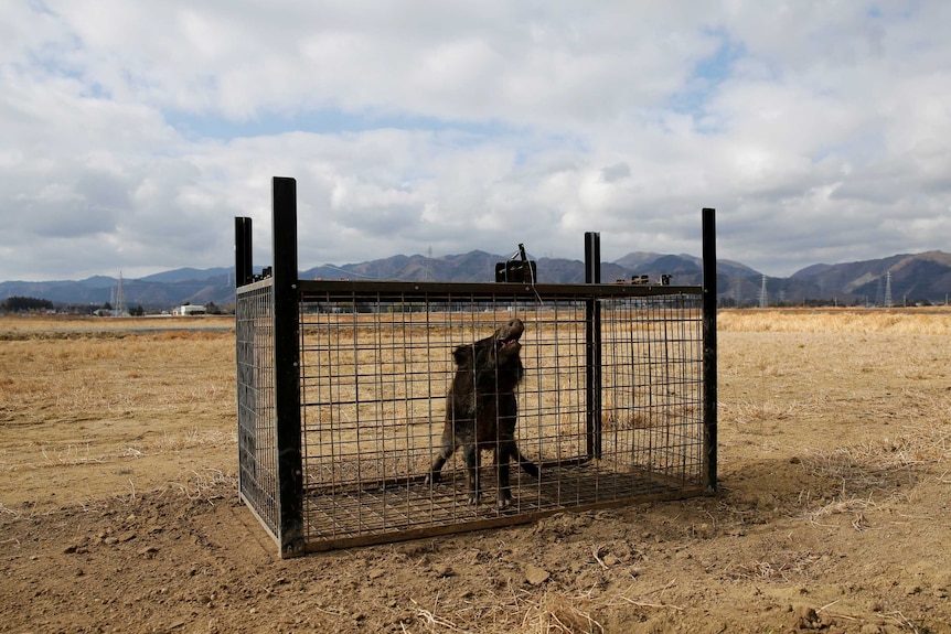 Wild boar in cage in countryside