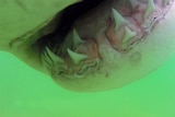 A screenshot from a video shows a great white shark taking a bite out of an underwater video camera.