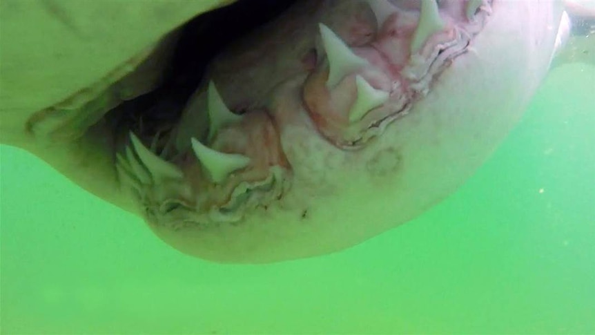 A screenshot from a video shows a great white shark taking a bite out of an underwater video camera.
