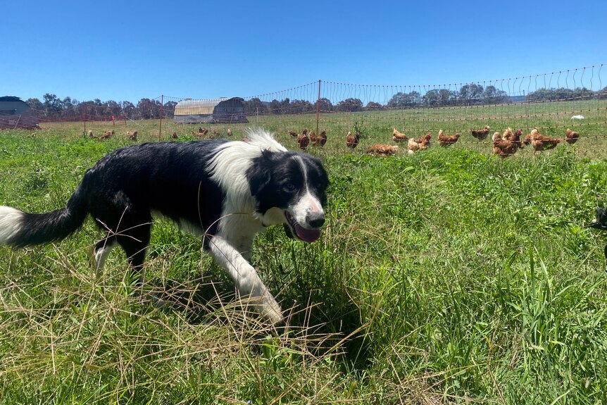 A dog with its mouth open in front of about 50 chickens.