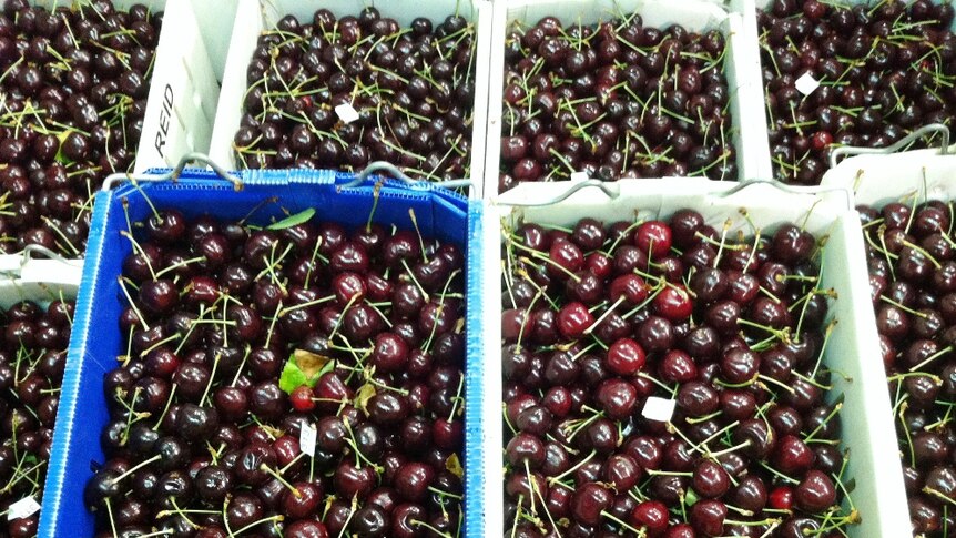 Export cherries, ready for sorting