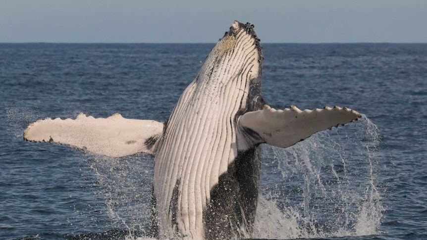 A humpback whale breaching head first with its two pectoral fins stretched out wide