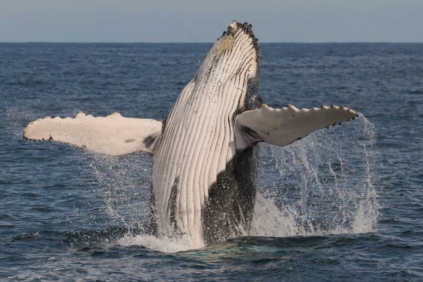 A humpback whale breaching head first with its two pectoral fins stretched out wide