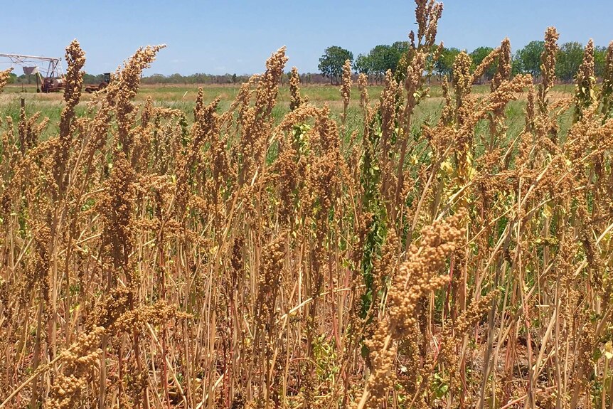 DPI agronomist Callan Thompson said trial quinoa crops had performed well at Katherine Research Farm