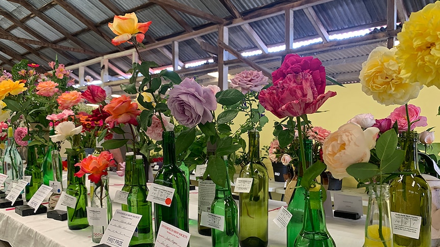 A variety of roses at the Tenterfield Show.