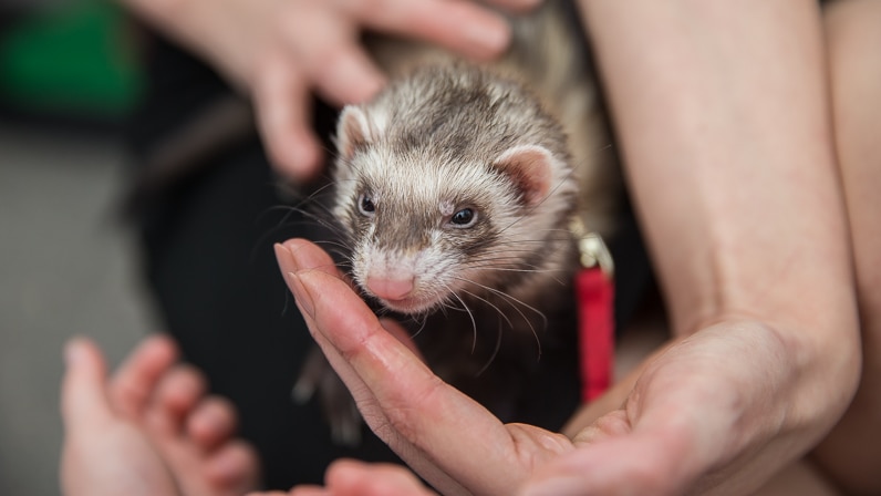 A ferret with a collar on.