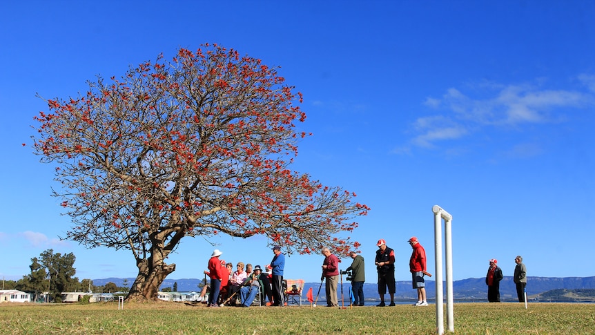 Seniors play croquet under a large coral tree with a croquet goal in foreground.