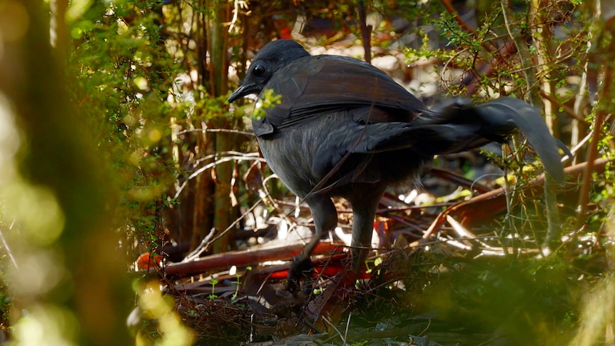 A lyrebird stands in leaf litter in a forest
