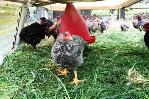 A Sommerlad chicken on Ilan Goldman's Mirboo North property.