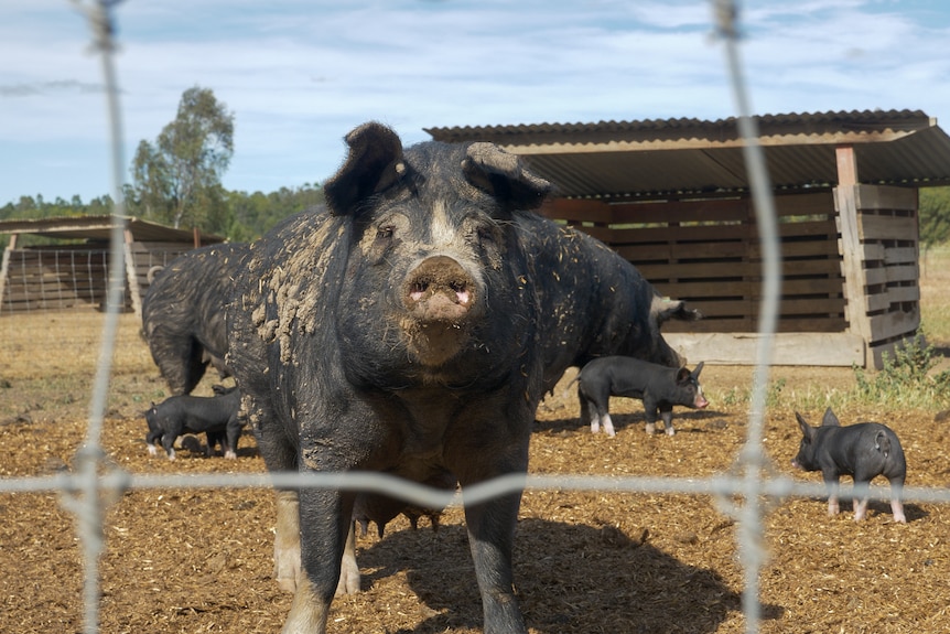 a black pig with dried mud stares at the camera with piglets in the background