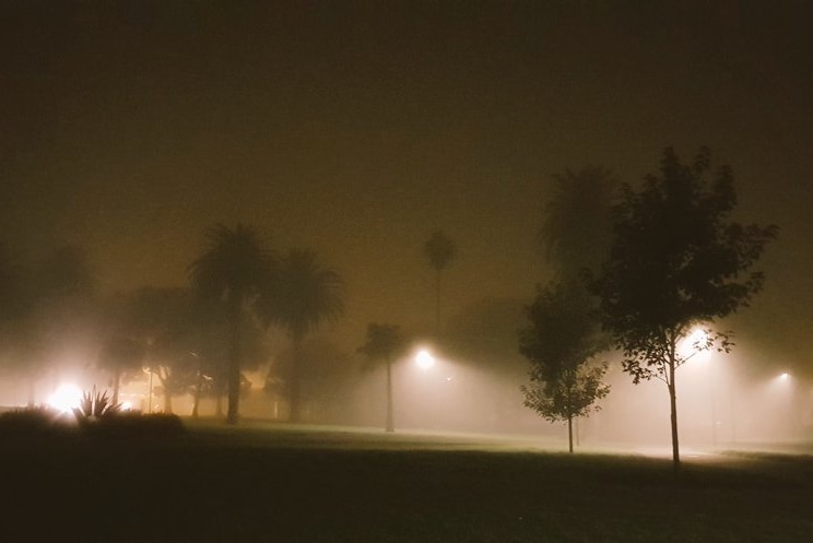 Fog surrounds trees in a park.