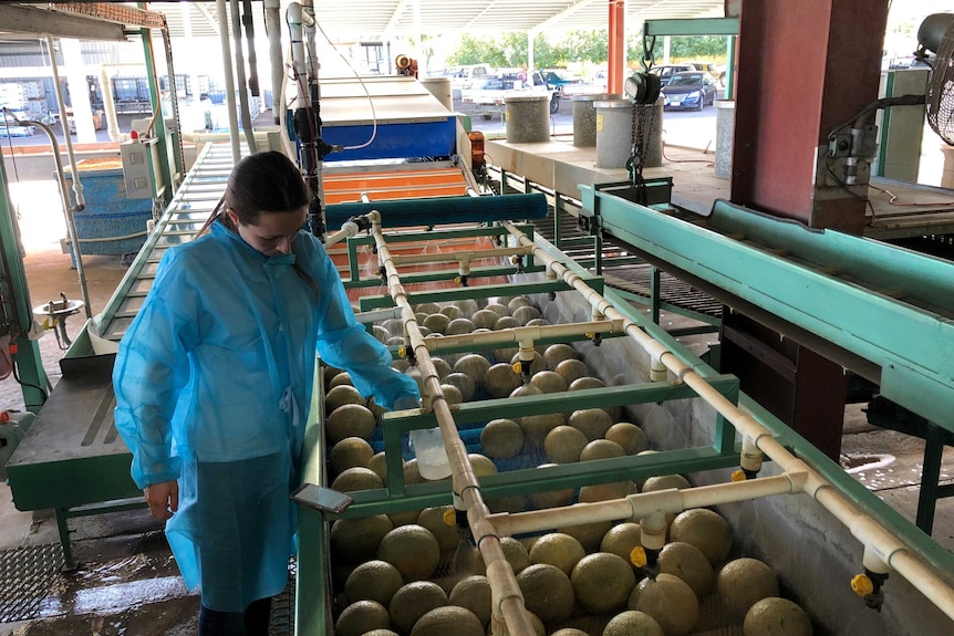 Melon washing facility