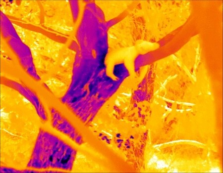 A thermal image showing a hot yellow coloured koala hugging a cooler purple tree