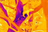 A thermal image showing a hot yellow coloured koala hugging a cooler purple tree