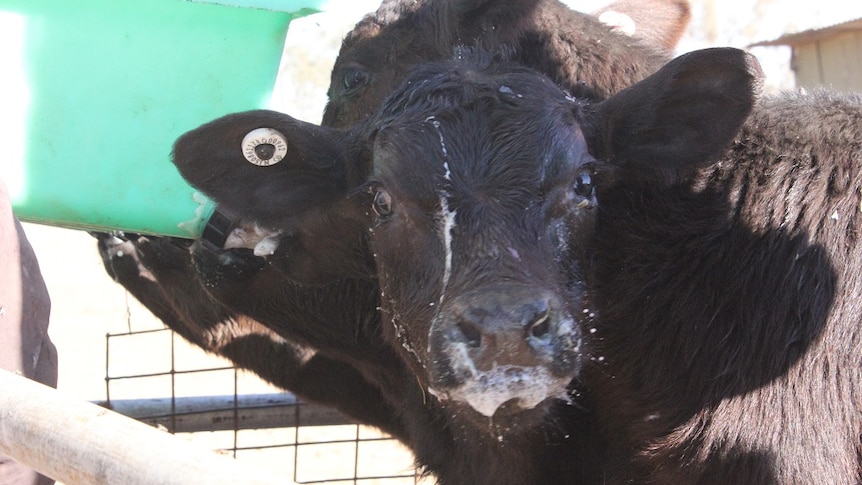 A black calf has milk on its face.