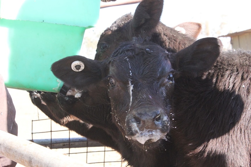 A black calf has milk on its face.