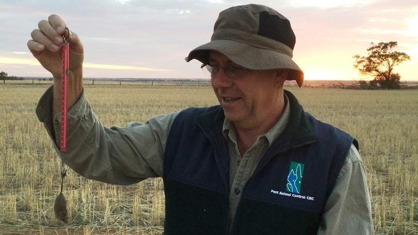 CSIOR researcher Steve Henry  weighing a mouse