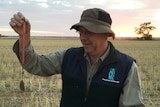 CSIRO researcher Steve Henry weighing a mouse.