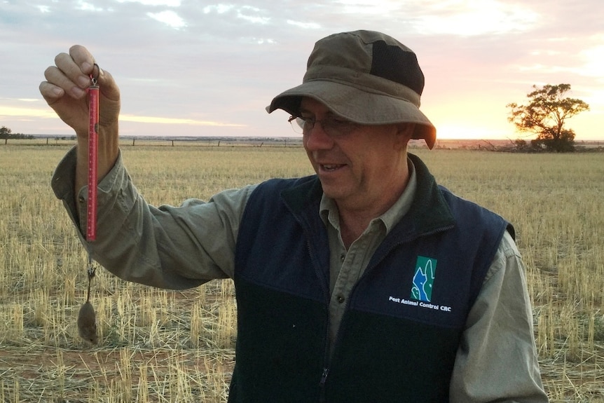 CSIOR researcher Steve Henry weighing a mouse.