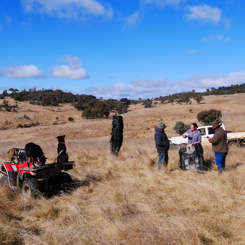 people gather in a paddock with space junk, sheep dogs and a ute