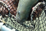 A close up of the Murray Cod