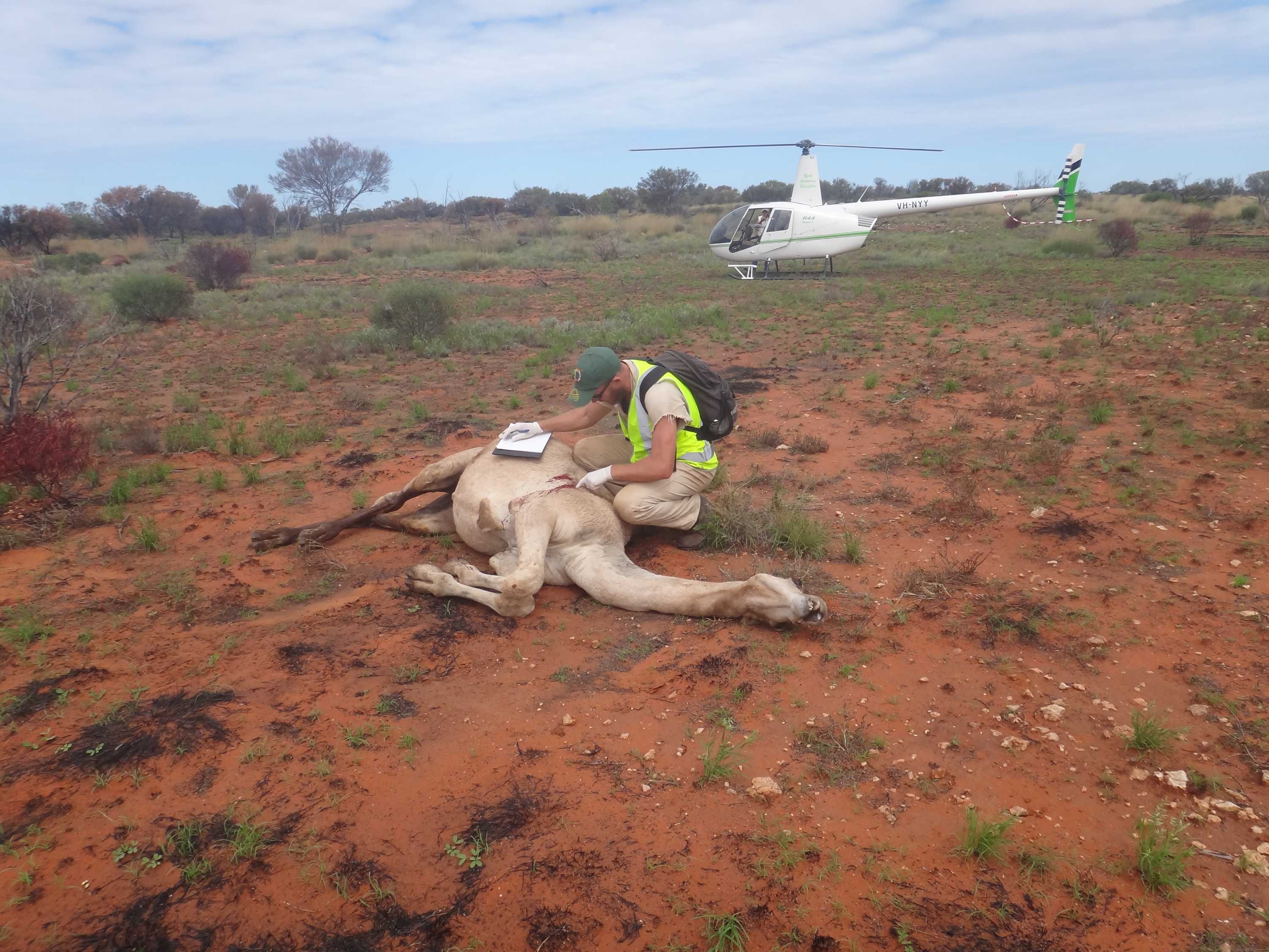 Camel study backs 'humane' aerial shooting claims - ABC News