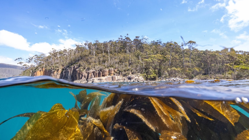 Tall native trees surround a deep bay. The camera crosses the water surface showing seaweed under the water