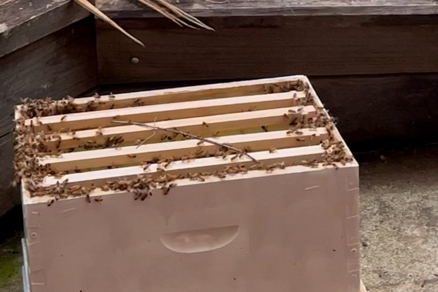 Dozens of bees in an open wooden box.