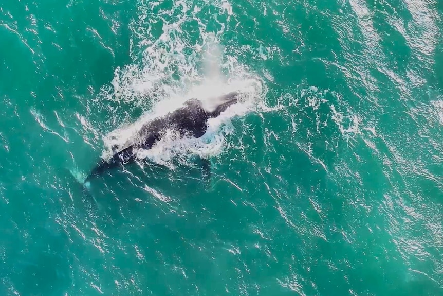 An aerial shot of a whale on the splashing on the surface.