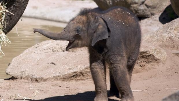 Melbourne Zoo elephant calf Sanook