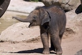 Melbourne Zoo elephant calf Sanook