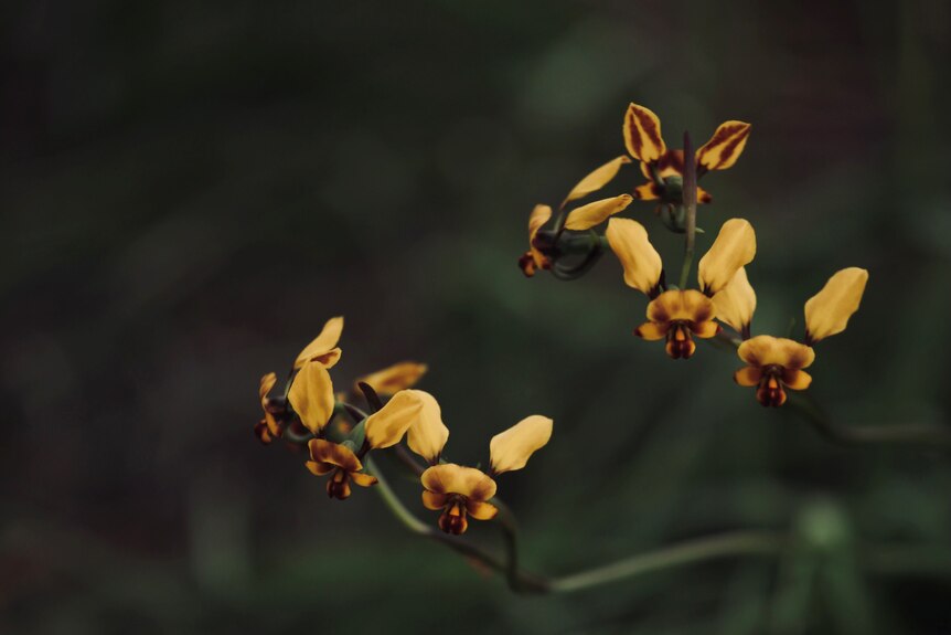 A bunch of yellow and brown donkey orchid flowers.