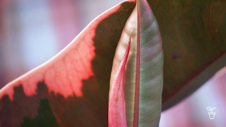 Close up image of pink and green leaf