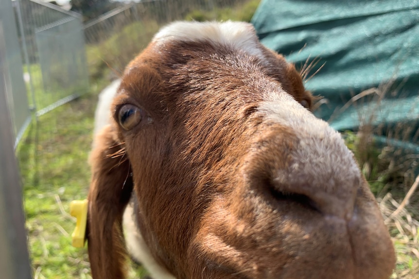 Une chèvre renifle la caméra.