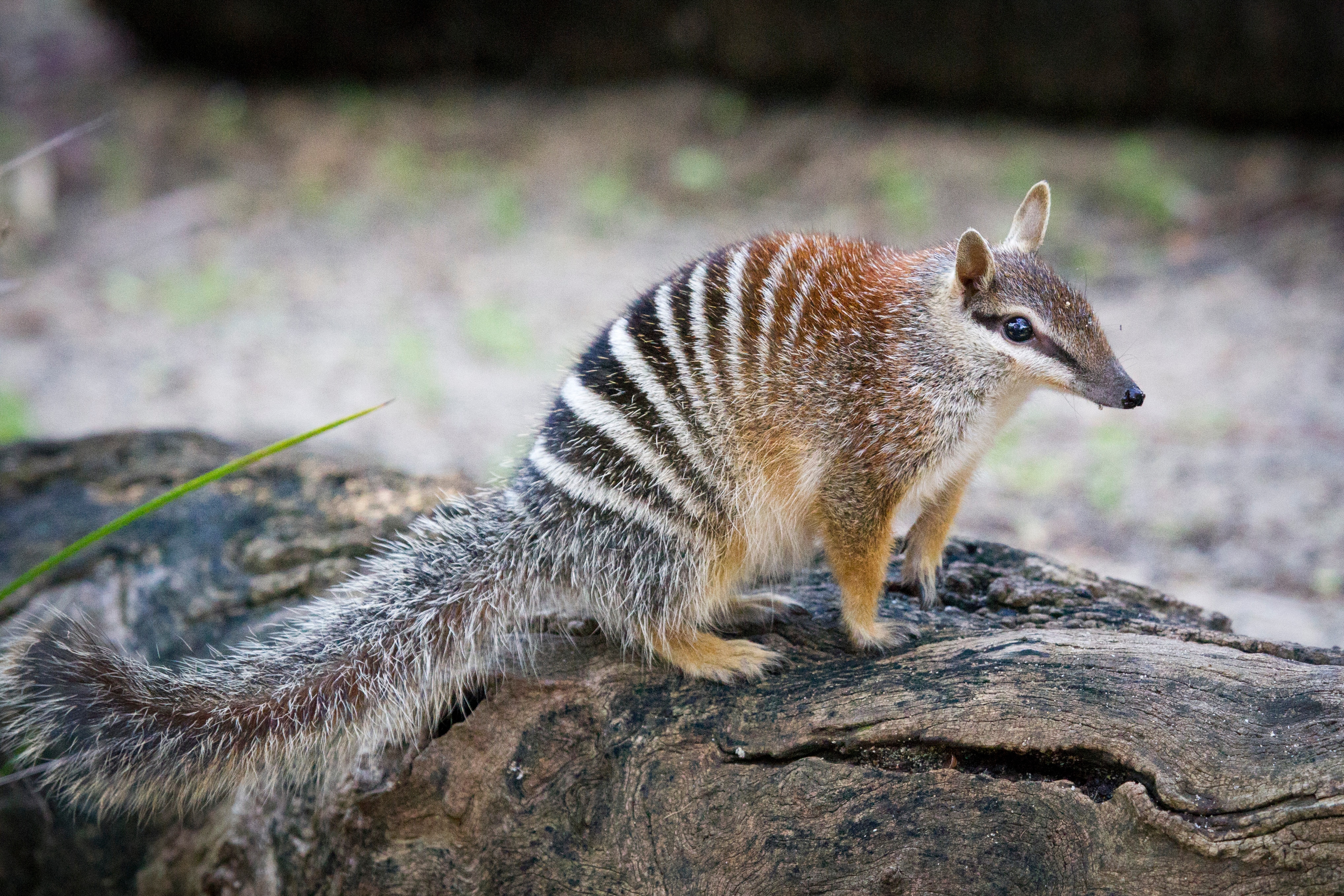 A numbat balancing on a log looks at the viewer.