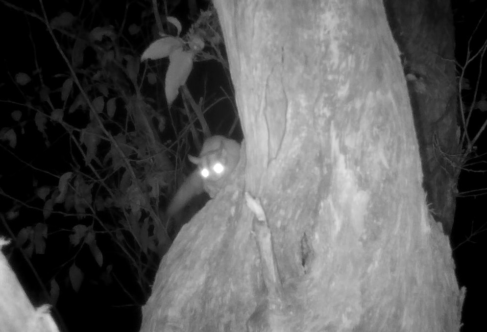 Gliders were thought to eat swift parrots. Cameras showed something different