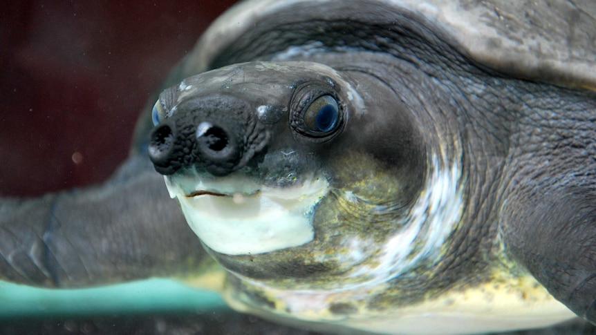 Pig-nosed turtle