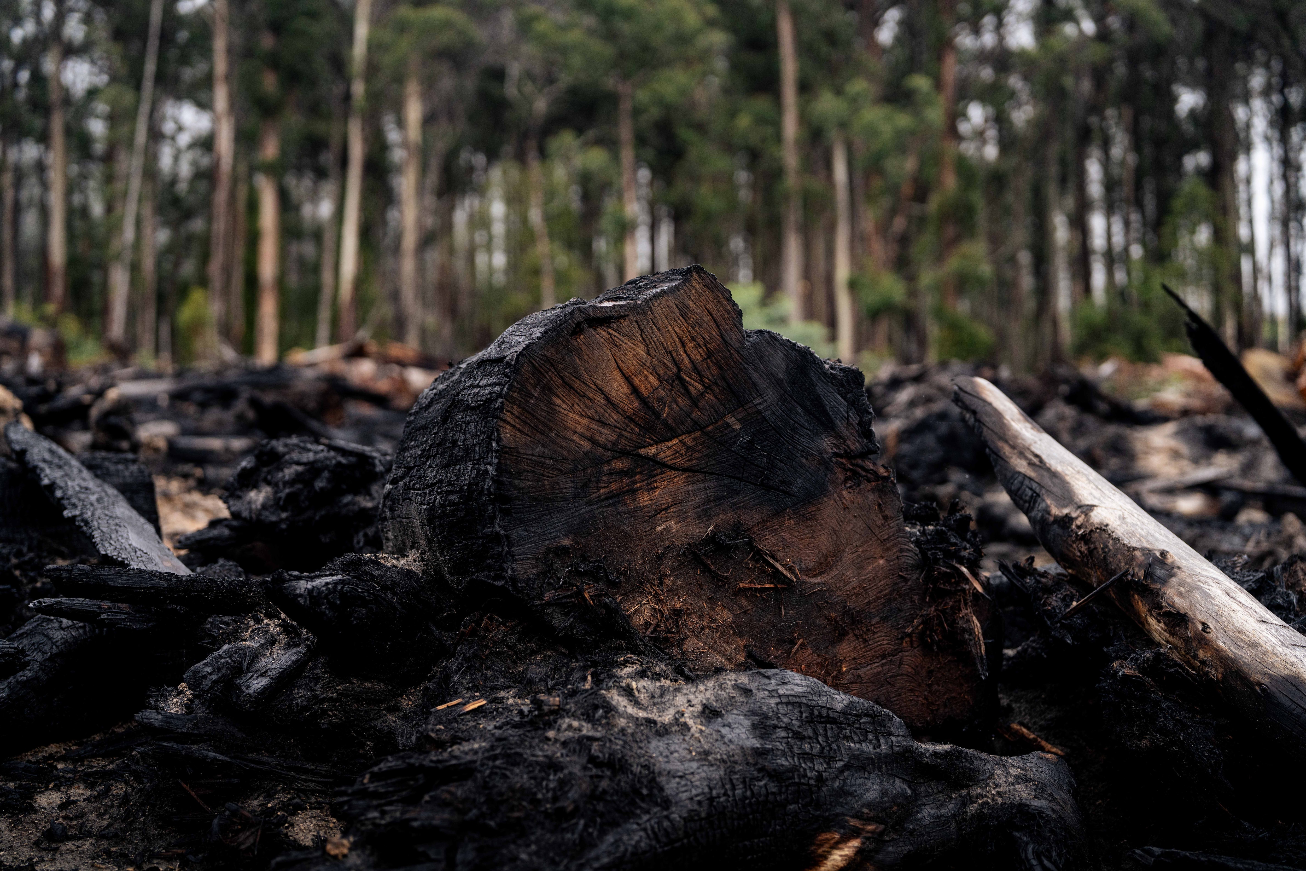 Tree stumps, logs and branches that have been cut down and burned