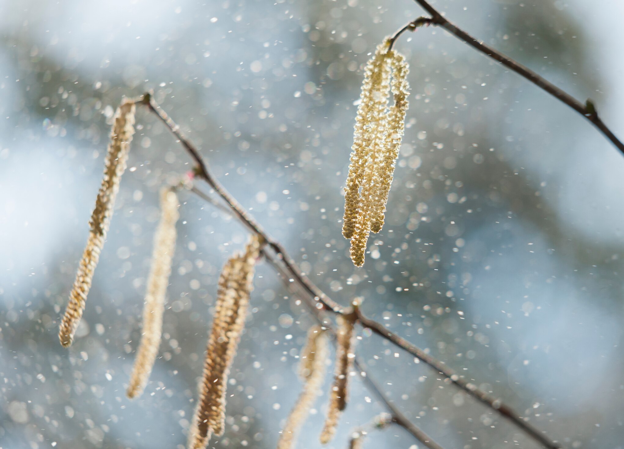 Hazel tree flower spikes with pollen falling