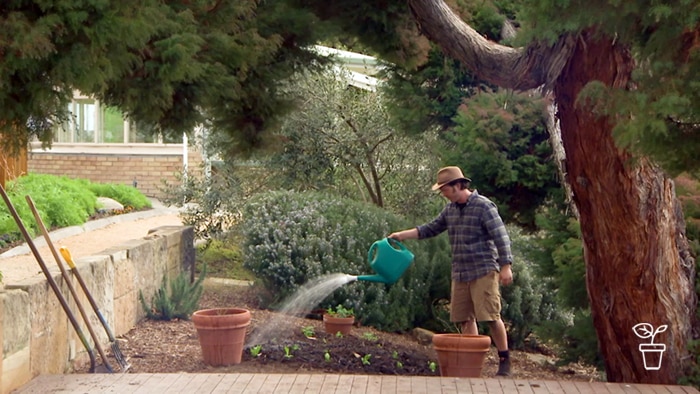 Man standing under a large tree watering newly planted seedlings with a watering can